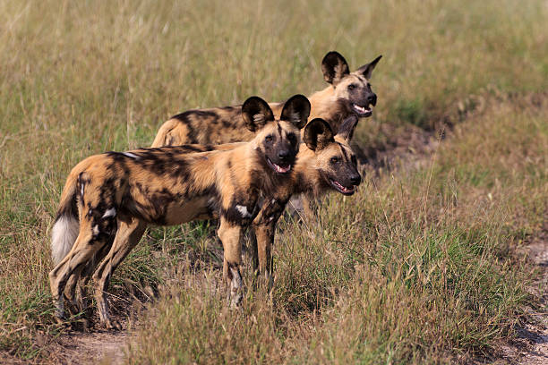 wild cani - riserva di savuti foto e immagini stock