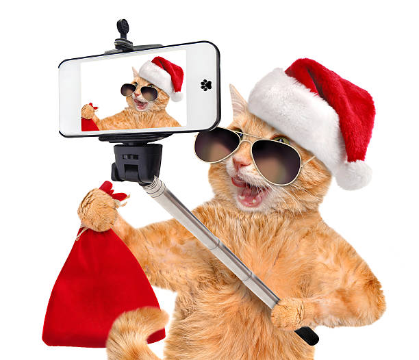 istock Cat  taking a selfie  with a smartphone. 489688890