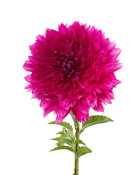 istock pink dahlia on a long stalk 489690366