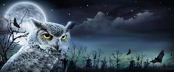 istock Halloween Scene With Owl And Full Moon 489690686