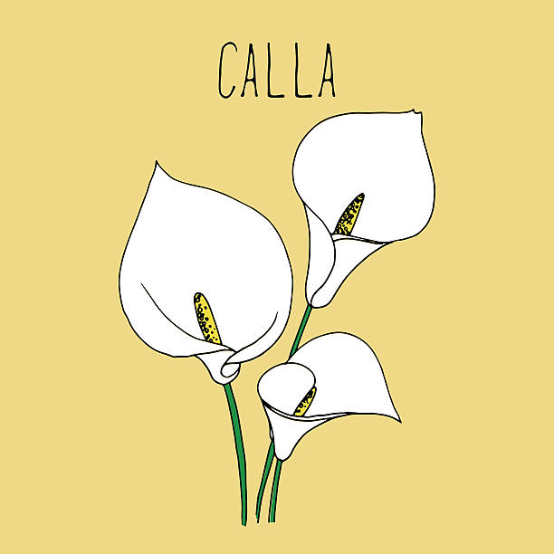 ilustraciones, imágenes clip art, dibujos animados e iconos de stock de calla ilustración de dibujo de la mano. - calla lily lily single flower white