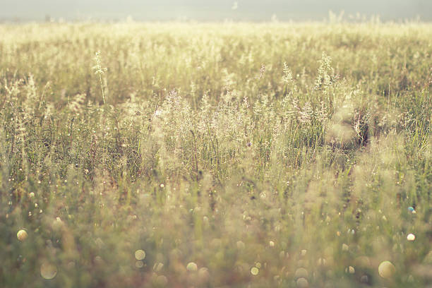 Blurred shiny sunny blooming herbs field. Autumn sunny field. stock photo