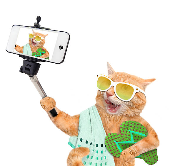 istock Cat taking a selfie with a smartphone 489692334