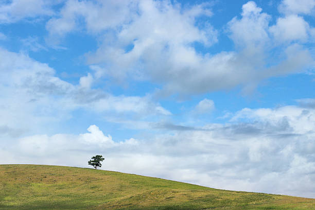Lonely tree on the green hill. Serenity and happiness concept. stock photo