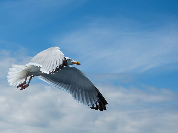 Herring gull in flight stock photo