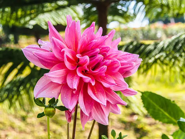 colorful pink dahlia. flower in the garden