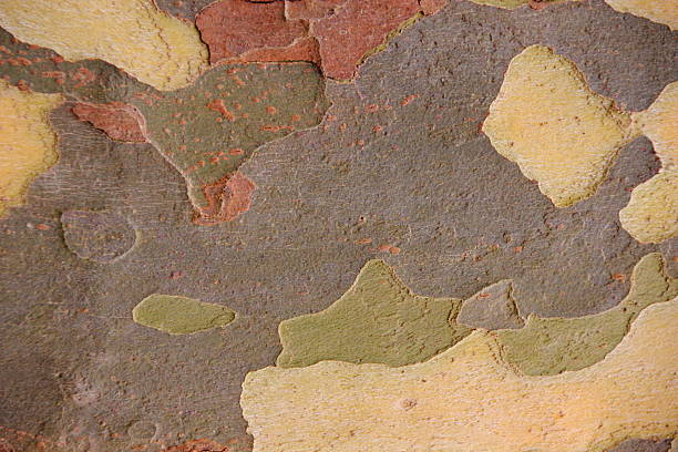 Platanus sycamore green camouflage bark background texture