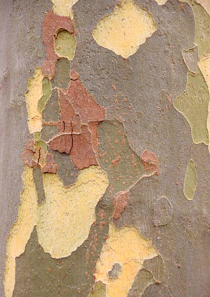 istock Planetree bark as a natural camuflage texture 489693503