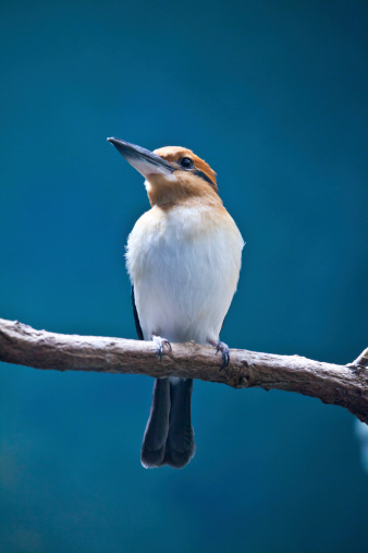 Rare bird - Guam Kingfisher