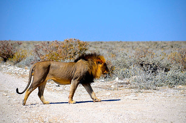 male lion walking through the desert plain