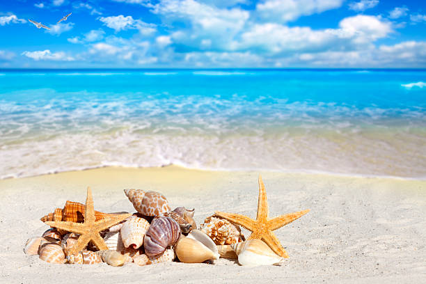 istock Some Seashells and Starfish on the Beach 489694519