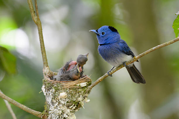 istock male black-nape monarch 489694699