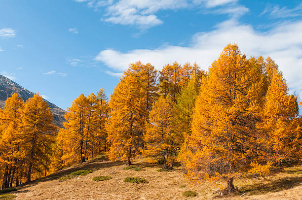 Larch Forest Autumnal larch forest in Valais, Switzerland. larch tree stock pictures, royalty-free photos & images
