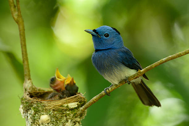 istock male black-nape monarch 489695355