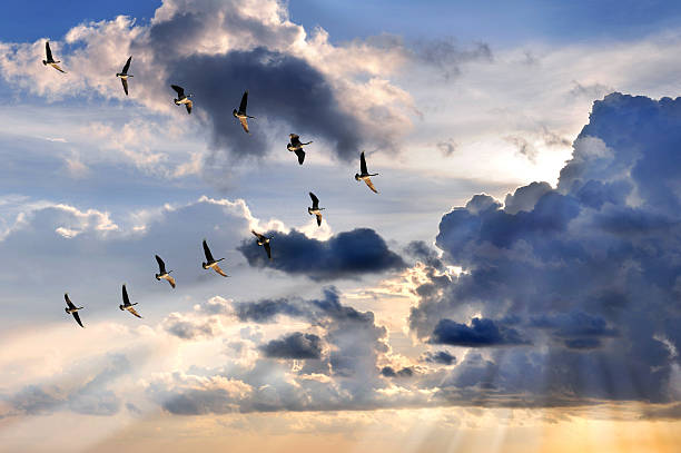 istock Geese Flying in V-Formation 489695883