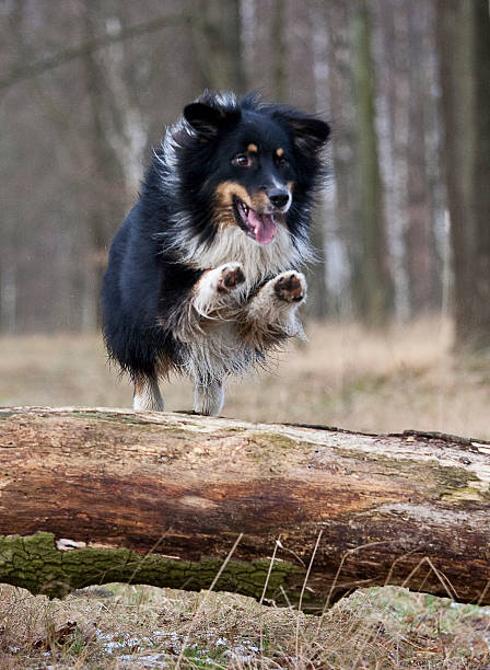 istock outdoor australian shepherd portrait 489695989