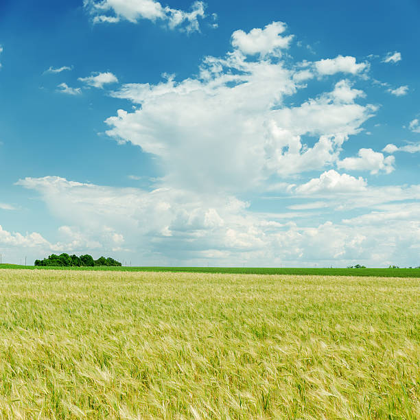istock blue cloudy sky and green field 489696107