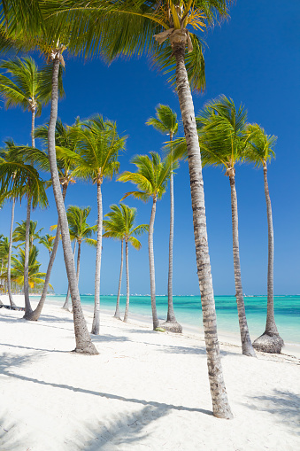Tropical beach at Playa Bavaro, famous tourist resort with the palm trees, Punta Cana, Dominican Republic