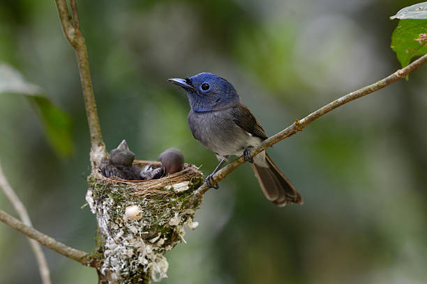 istock female black-nape monarch 489696381