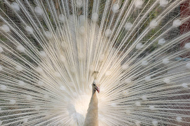 istock White peacock with feathers out closeup 489696415