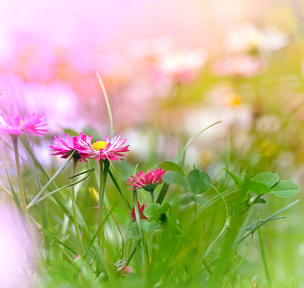 istock Daisy with purple petals and clover 489696559