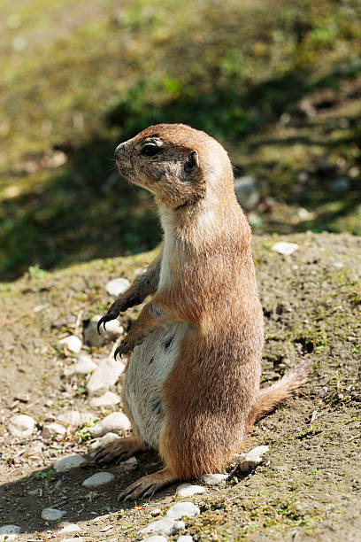 istock Prairie dog stands on a mound of earth 489696757