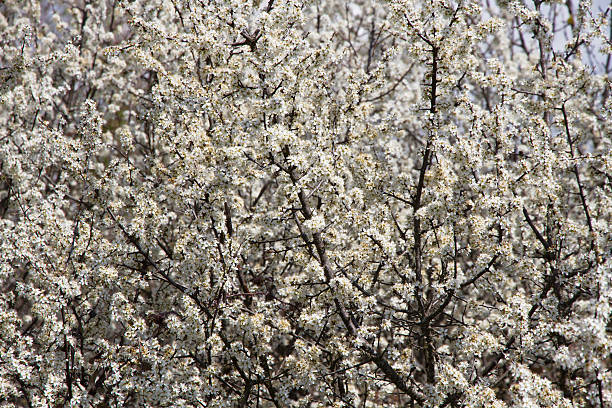 istock Flowered Hawthorn - Hawthorn Flowering Albar 489696795