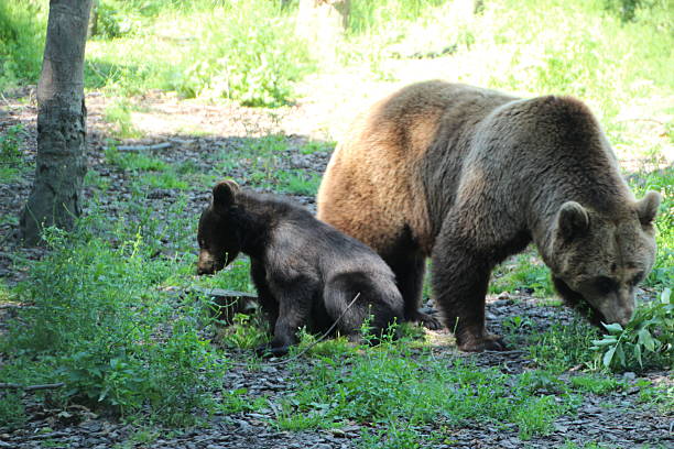 istock Mother bear and baby bear in the forest 489697042