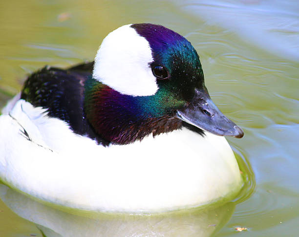 숫나사 bufflehead 다이빙 덕 - 버플헤드덕 뉴스 사진 이미지