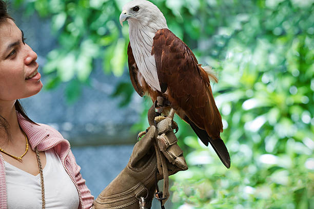 istock hawk sitting on falconer's  woman hand 489698033