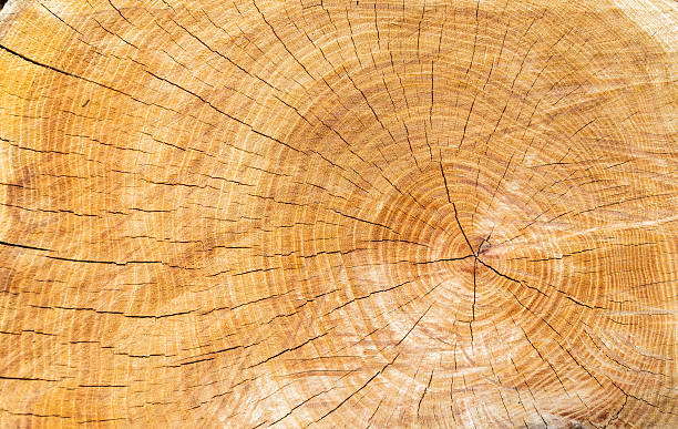 istock wood texture of cutted tree trunk 489698280
