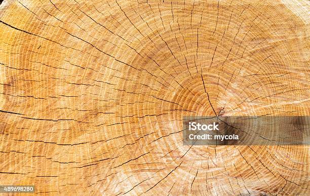 Wood Texture Of Cutted Tree Trunk Stock Photo - Download Image Now - 2015, Aging Process, Brown