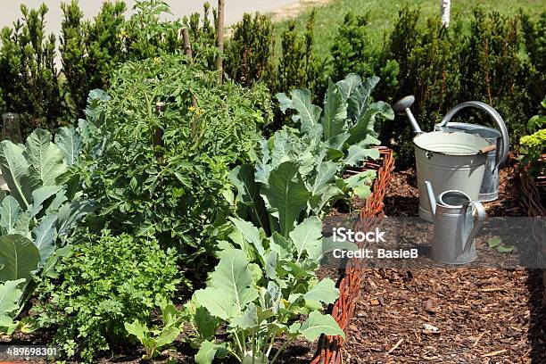 Gemüsegarten Stockfoto und mehr Bilder von Gemüsegarten - Gemüsegarten, Hausgarten, Petersilie