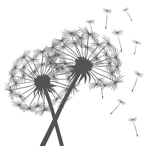 illustrazioni stock, clip art, cartoni animati e icone di tendenza di grigio dandelions - dandelion single flower flower white