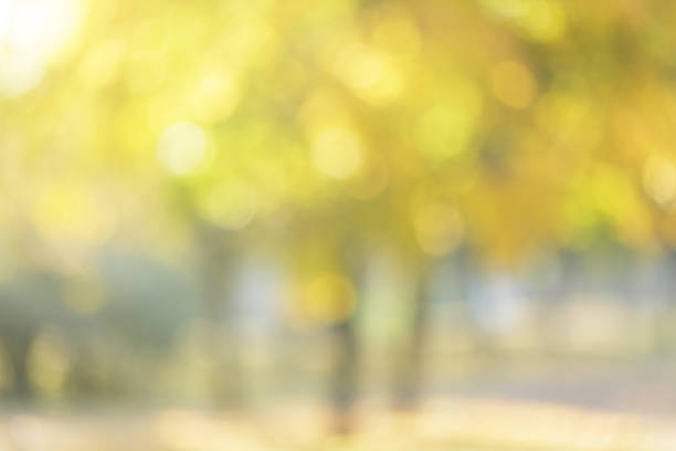 autumn out of focus background, good for backdrop