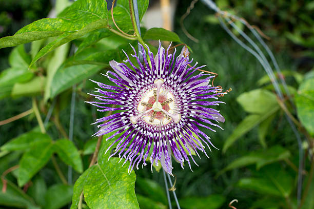 istock Purple flowers blooming 489699040