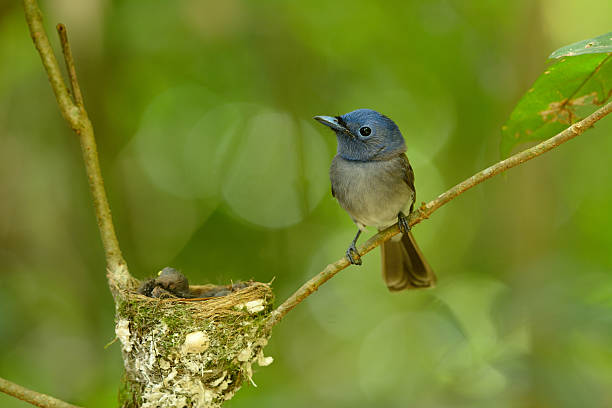istock female black-nape monarch 489699655