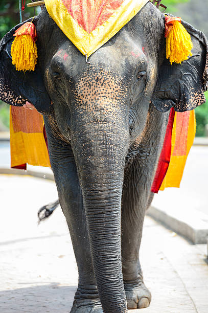 istock elephant in the Historica park 489699803