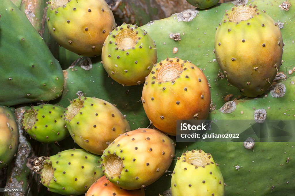 Prickly pear Close-up shot of a group of prickly pears on the plant 2015 Stock Photo