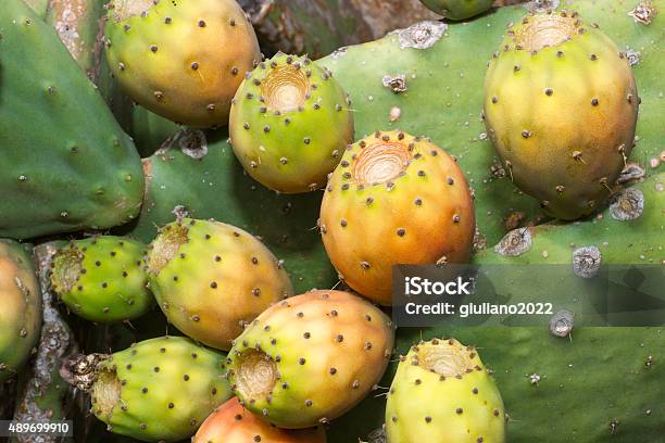 Prickly Pear Stock Photo - Download Image Now - 2015, Cactus, Extreme Close-Up