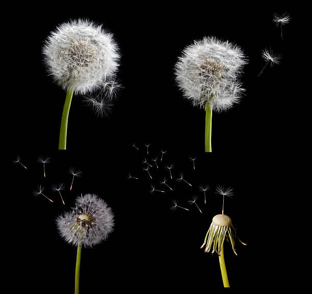 istock set of old dandelions isolated on black 489699923