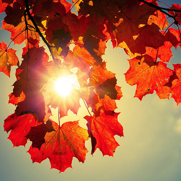 istock Sun is shining through red autumn maple leaves 489699924