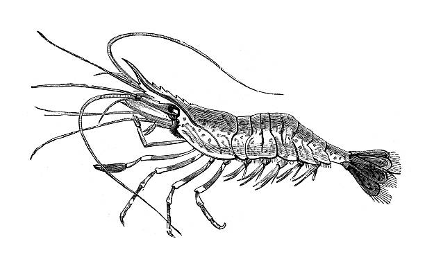 antike illustration von gemeinsamen garnelen (palaemon serratus - decapod stock-grafiken, -clipart, -cartoons und -symbole