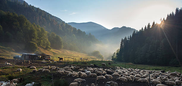 fold in mountains Sheep in the fold against green mountains landscape. Sunbeams penetrate morning mist. Romania, Maramures region. sheep shed stock pictures, royalty-free photos & images