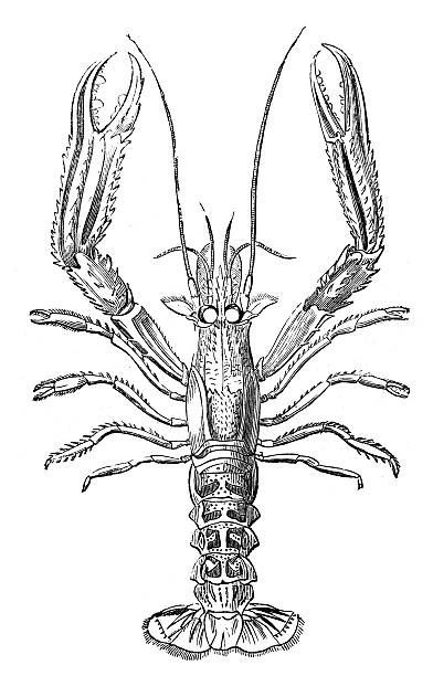 antike illustration von norwegen hummer oder hummer (nephrops norvegicus - scampi stock-grafiken, -clipart, -cartoons und -symbole