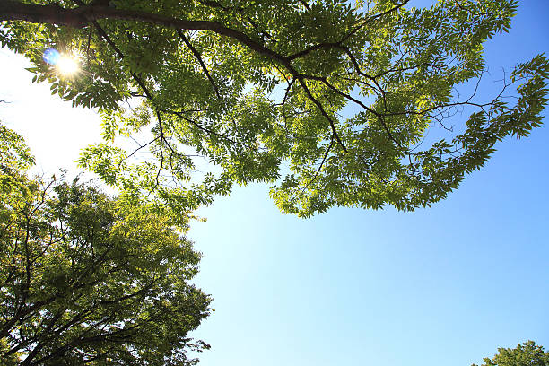 istock Trees and blue sky and the sun 489701346