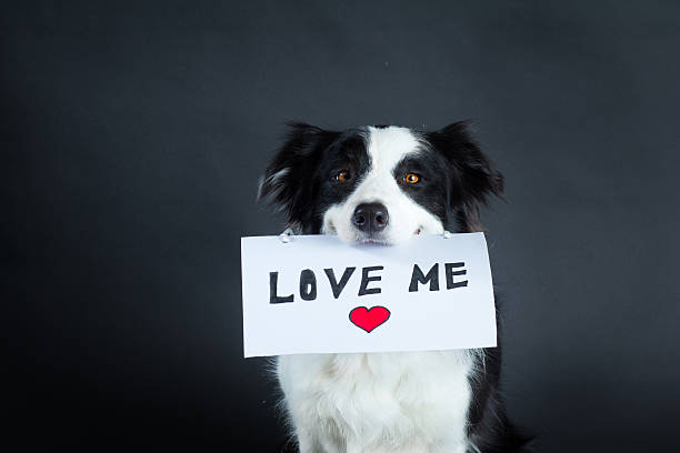 Dog holding a piece of paper with lettering Border collie dog in studio carrying a piece of papper with "Love me" lettering pet adoption photos stock pictures, royalty-free photos & images