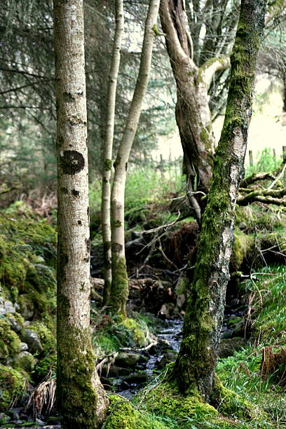 istock Woodland and a stream 489701512