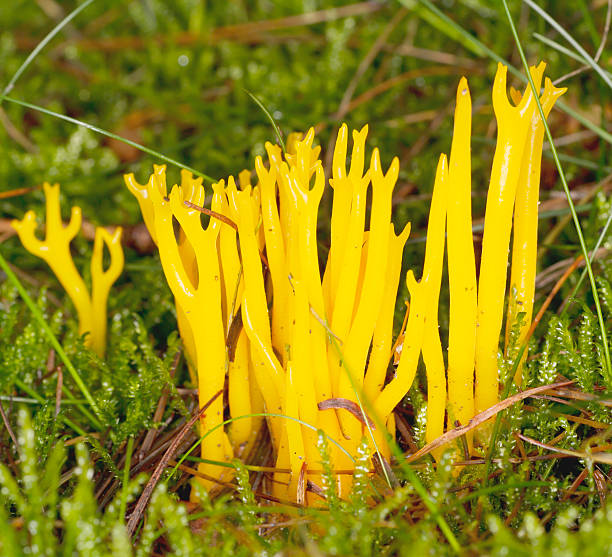 istock Wood Fungus (Calocera viscosa) 489724138