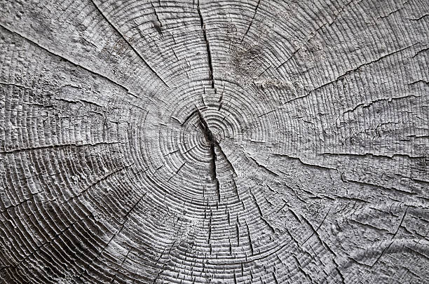 istock Wooden old tree cut gray texture background 489724326